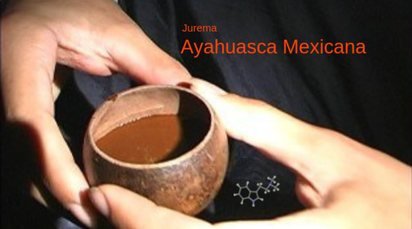 venta de ayahuasca mexicana